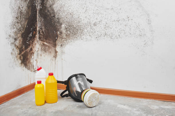 Best Emergency Mold Remediation in Plafield, IN