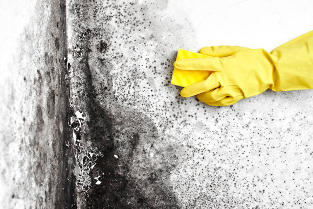 Best Post-Flood Mold Remediation in Plafield, IN