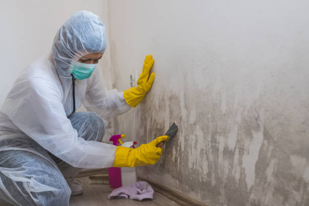 Best Health and Safety Mold Remediation in Plafield, IN