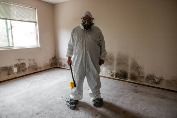 Best White Mold Remediation in Plafield, IN